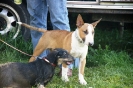 Tag des Hundes 2011