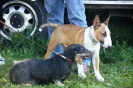 Tag des Hundes 2011