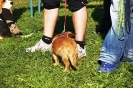 Tag des Hundes 2011