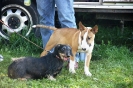 Tag des Hundes 2011