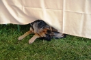 Tag des Hundes 2011