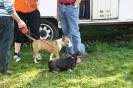 Tag des Hundes 2011