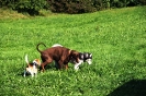 Tag des Hundes 2011