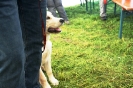 Tag des Hundes 2011